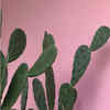 Article image for: <i class="tbold">cactus</i>