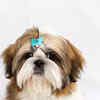 Article image for: <i class="tbold">shih tzu</i>
