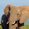 Article image for: African elephant