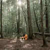 Article image for: The procedure for forest bathing: How to do it right