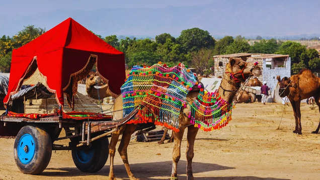 Why the Pushkar Camel Fair is a must-visit in Rajasthan