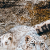 Article image for: <i class="tbold">snow leopard</i>