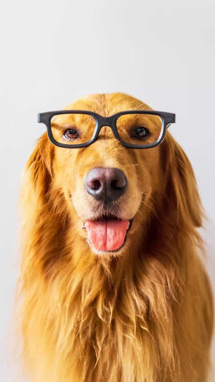 Barking Up the Right Tree: Choosing Your Perfect Pup