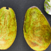 The rough skin of avocado is rich in antioxidants