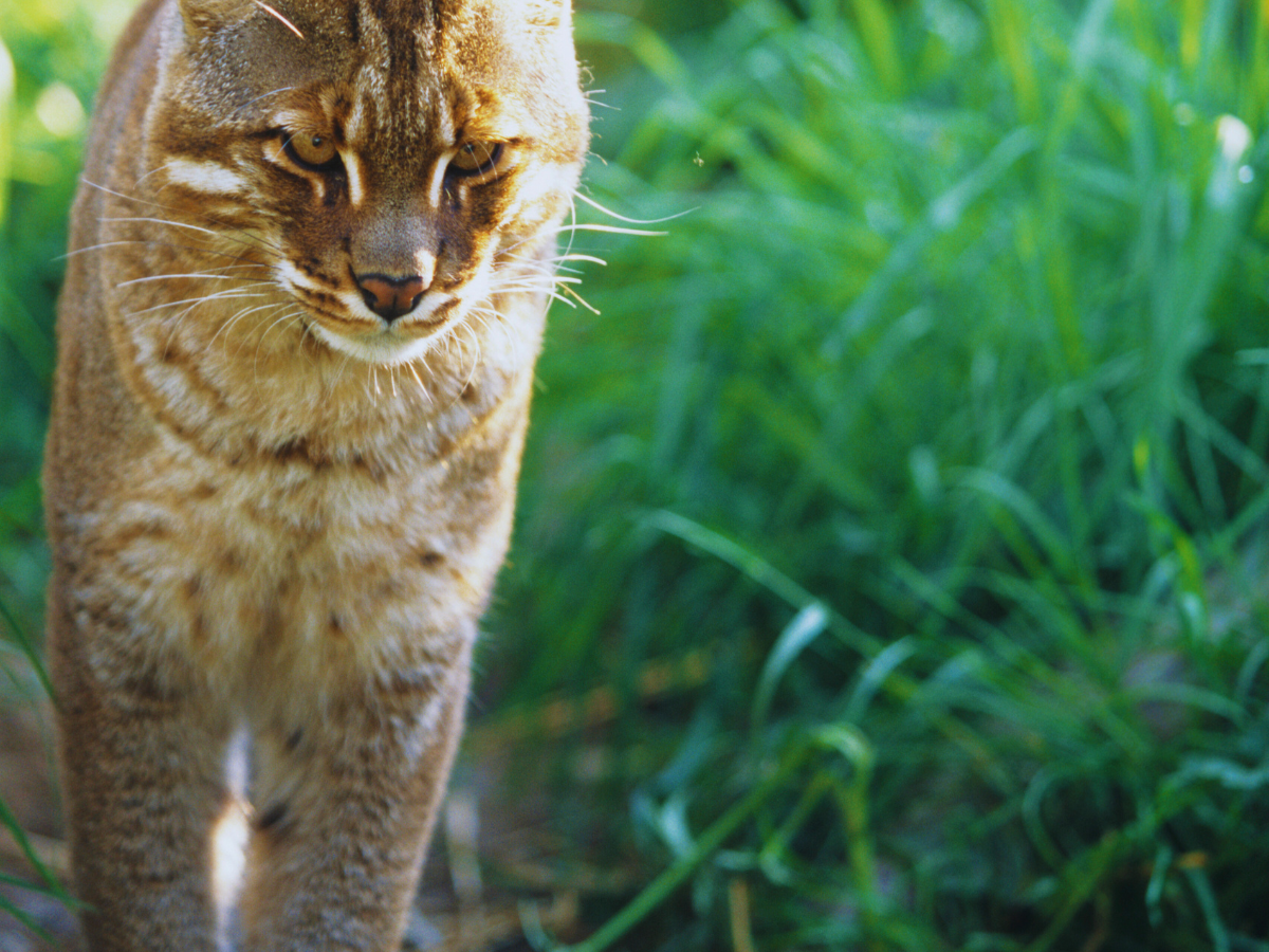 Assam Rare and elusive Asiatic Golden Cat makes a comeback in Manas National Park Times of India Travel