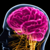 Article image for: Improves <i class="tbold">cognitive function</i>