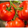 Tomatoes