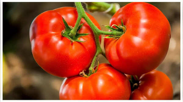Tomatoes