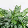 Article image for: Chinese <i class="tbold">evergreen</i>