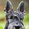 Article image for: Scottish Terrier