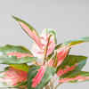Article image for: Chinese <i class="tbold">evergreen</i>