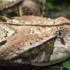 Gaboon Viper 