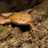 Copperhead 