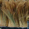 Broom 