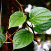 5 betel leaves 