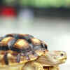Article image for: <i class="tbold">tortoise</i>