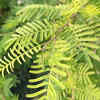 Shami plant