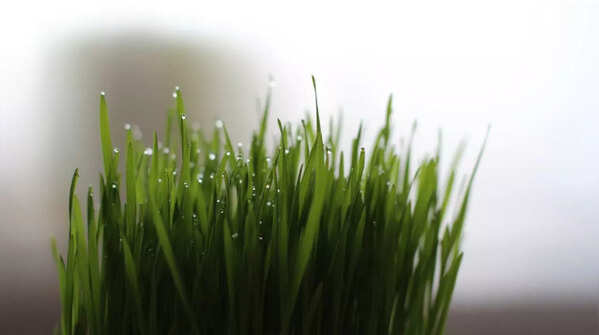 Natural detoxification