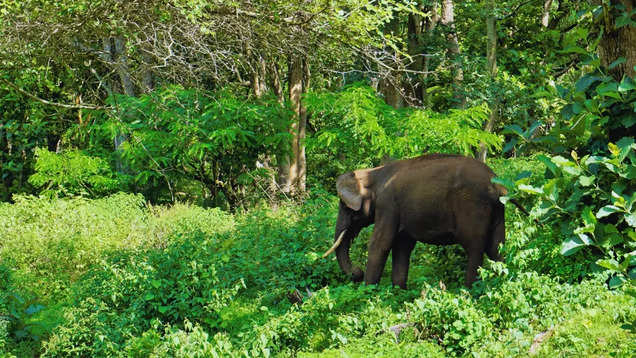 Mysore-Ooty road trip: An epic drive through two national parks | Times ...