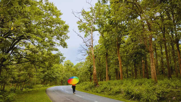 Mysore-Ooty road trip: An epic drive through two national parks