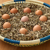 Egg and henna for hair growth