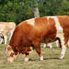 7 most popular breeds of cattle in the United States