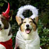 Pet Parade in the United States of America