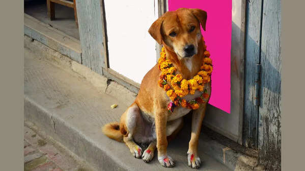 Kukur Tihar in Nepal