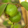 Guava