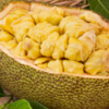 Jackfruit