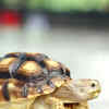 Article image for: <i class="tbold">tortoise</i>