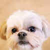 Article image for: <i class="tbold">shih tzu</i>