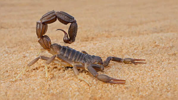 Blind scorpion (Akrav israchanani)
