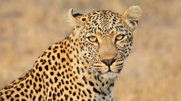 Arabian leopard (Panthera pardus nimr)
