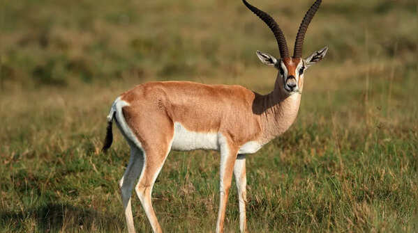 Palestine mountain gazelle (Gazella gazella)