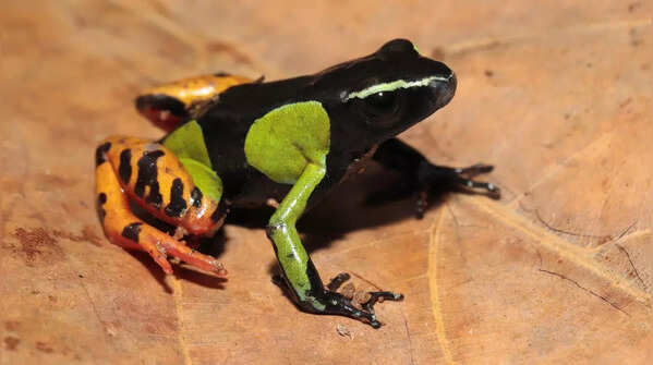 Hula painted frogs