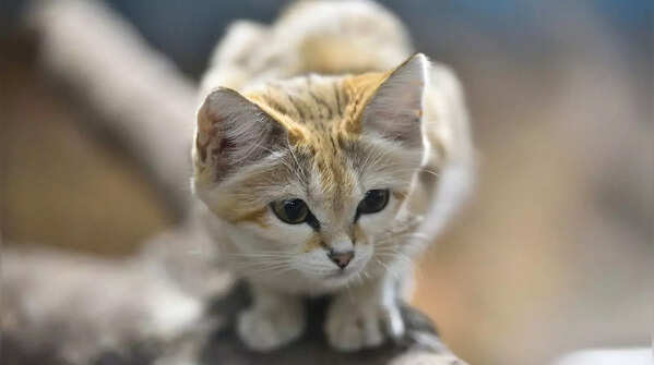 Sand cats (Felis margarita)