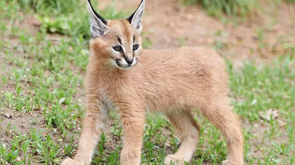 Caracal (Caracal caracal)