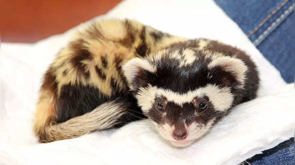 Marbled polecat (Vormela peregusna)