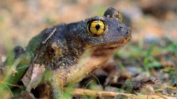 Syrian spadefoot toad (Pelobates syriacus)