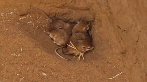 Lesser Egyptian jerboa (Jaculus jaculus)