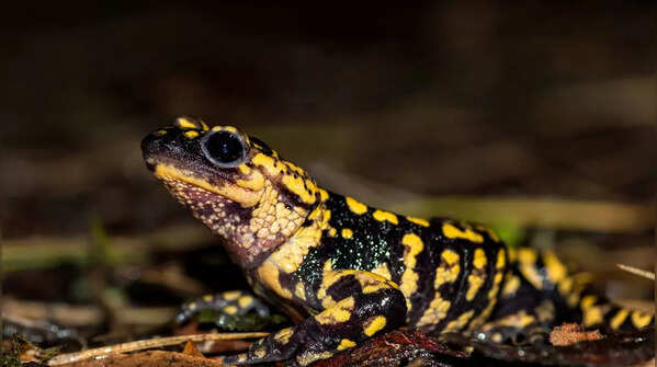 Most unusual wild animals in Israel