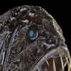 Article image for: Deep-sea dragonfish