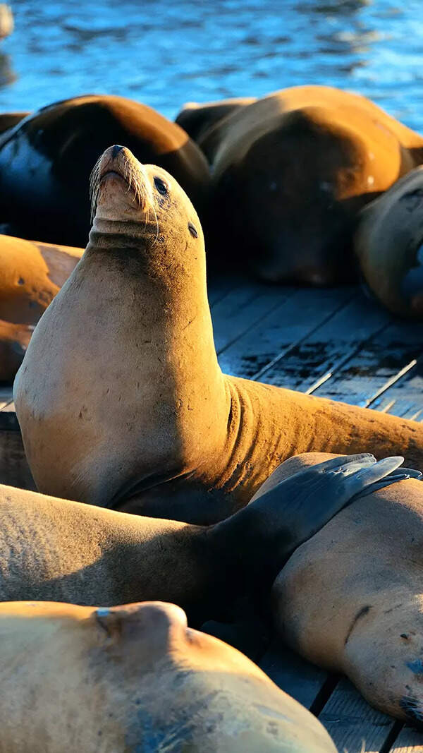Seal