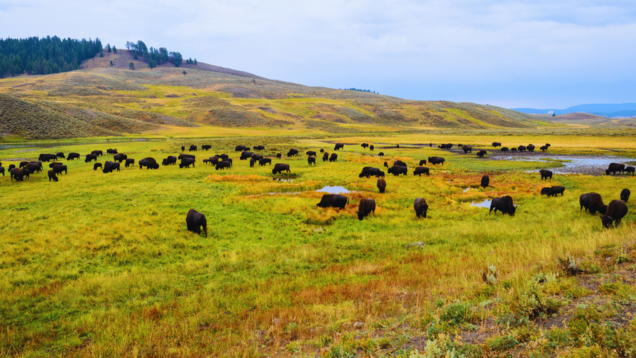 5 must-visit national parks in the US for your travel adventure