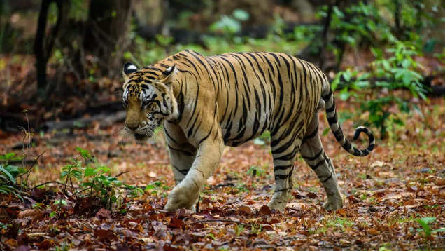 Ranthambore National Park: 25 of 75 tigers are missing