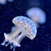 Sea Nettle 