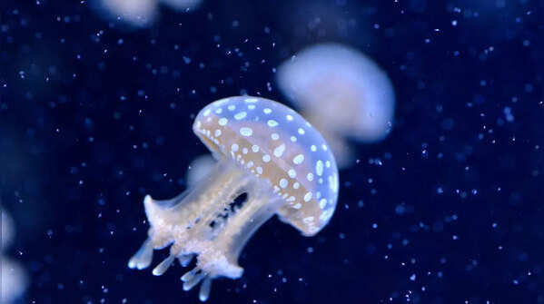 Sea Nettle