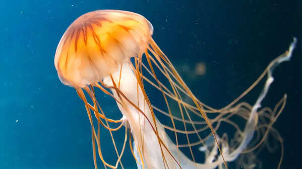 Nomura’s Jellyfish