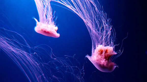Lion’s Mane Jellyfish